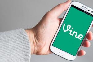 What are vines and why are they popular?